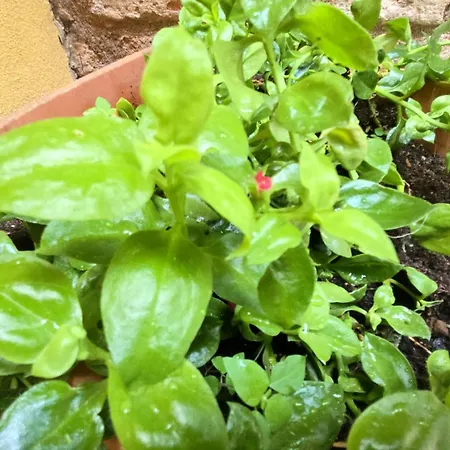 Biennale-pulse 베니스