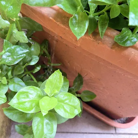 Biennale-pulse Apartmán Benátky