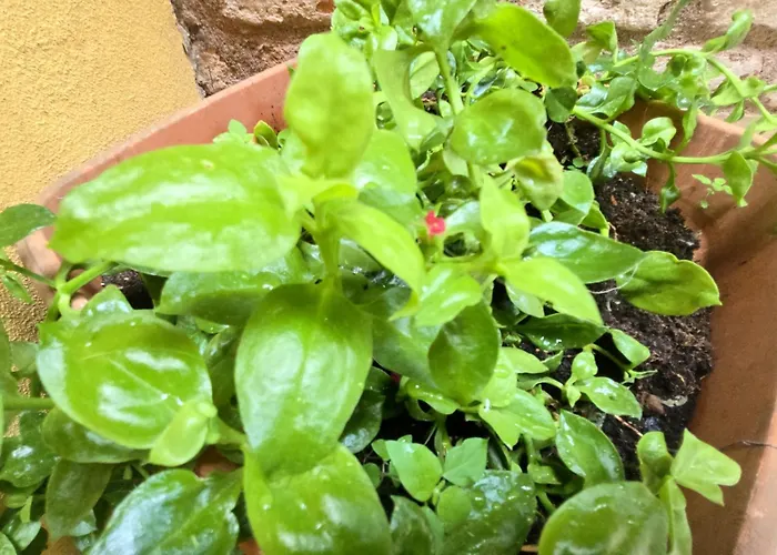 Biennale-pulse Velence